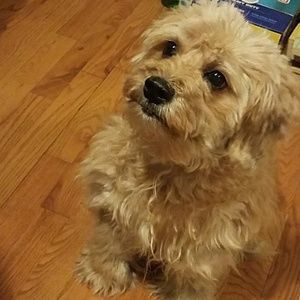 Meet your Posher, Hannah